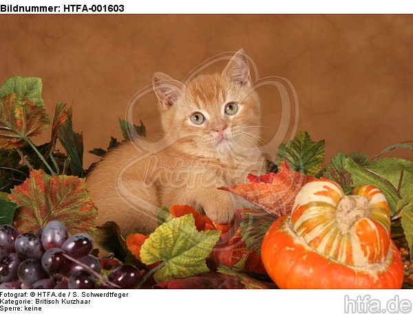 Britisch Kurzhaar Kätzchen / british shorthair kitten / HTFA-001603