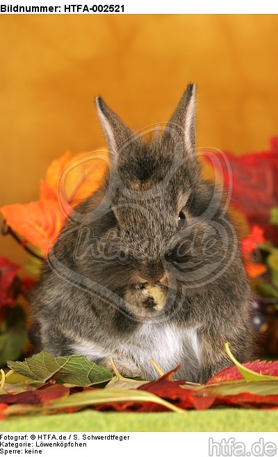 Löwenköpfchen / lion-headed bunny / HTFA-002521