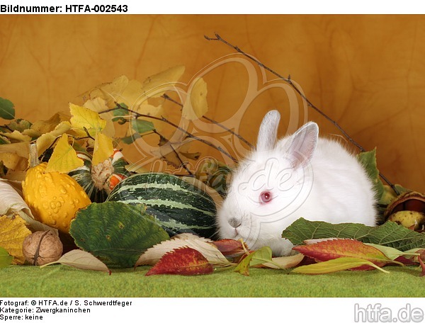 Zwergkaninchen / dwarf rabbit / HTFA-002543