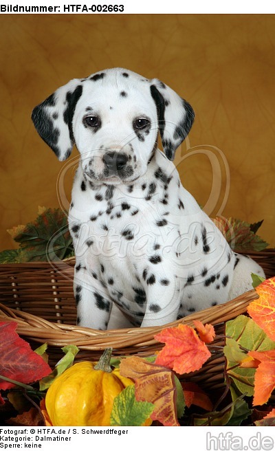 Dalmatiner Welpe / dalmatian puppy / HTFA-002663
