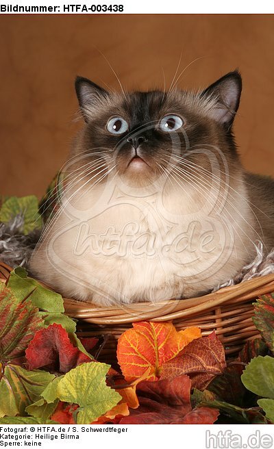 Heilige Birma / Sacred Birman / HTFA-003438