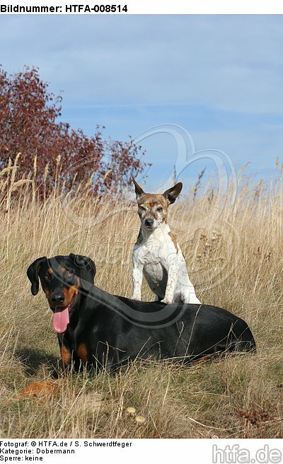 Dobermann und Jack Russell Terrier / doberman pinscher and jrt / HTFA-008514