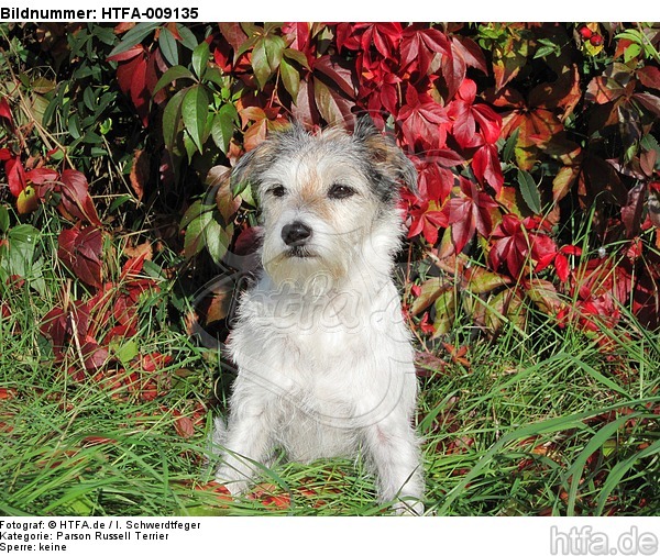 sitzender Parson Russell Terrier / sitting PRT / HTFA-009135
