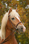 Haflinger Portrait / haflinger horse portrait