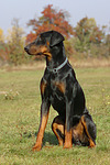 Dobermann / doberman pinscher