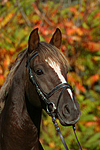 Deutscher Reitpony Hengst / pony stallion