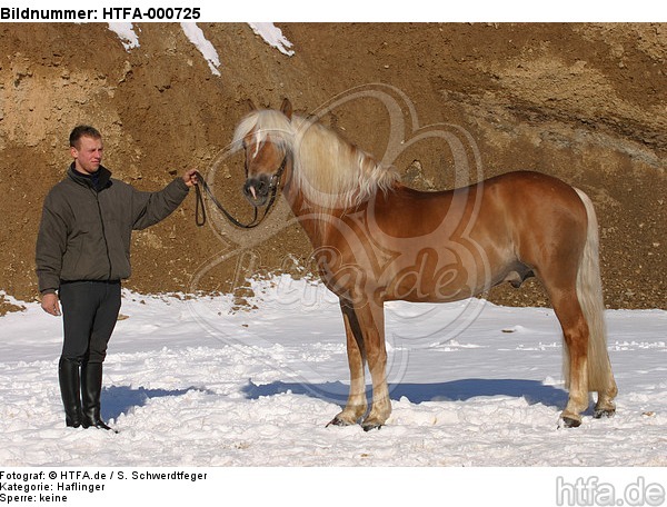 Haflinger Hengst / haflinger horse stallion / HTFA-000725