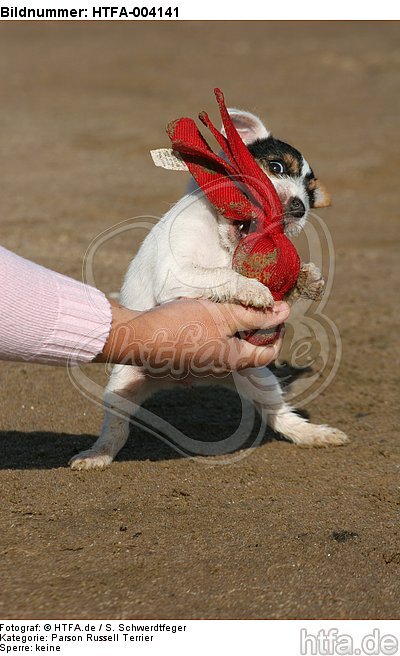 Parson Russell Terrier Welpe / parson russell terrier puppy / HTFA-004141