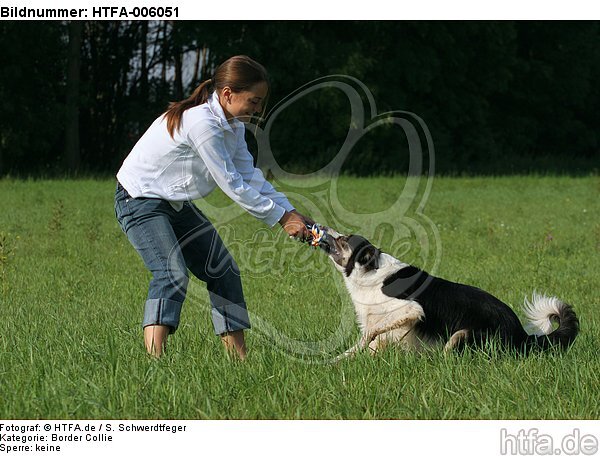 Border Collie / HTFA-006051