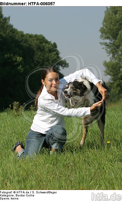 Border Collie / HTFA-006057