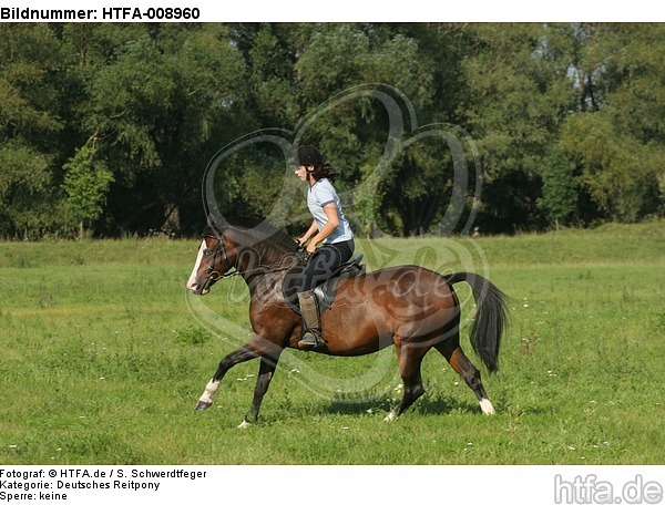Frau reitet Deutsches Reitpony / woman rides pony / HTFA-008960