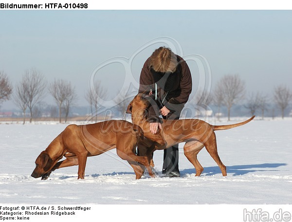 Frau mit Rhodesian Ridgebacks / woman with Rhodesian Ridgebacks / HTFA-010498