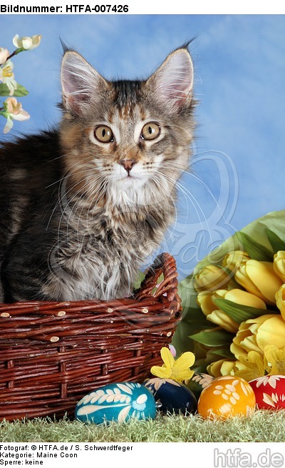 junge Maine Coon / young maine coon / HTFA-007426