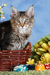 junge Maine Coon / young maine coon
