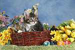 Maine Coon Kätzchen / maine coon kitten