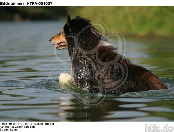 badender Langhaarcollie / bathing longhaired collie / HTFA-001007