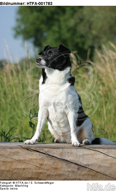Mischling / mongrel / HTFA-001783