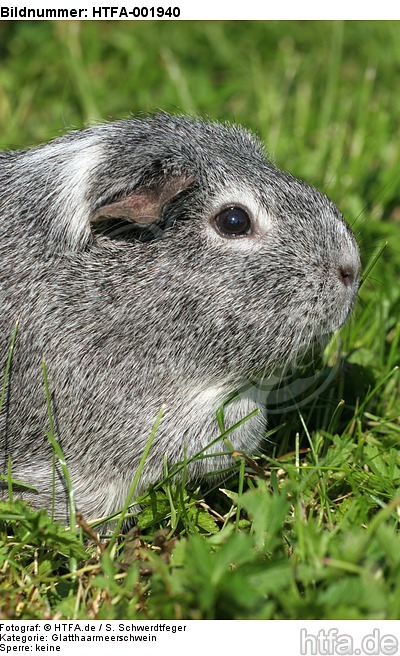 Glatthaarmeerschwein / guninea pig / HTFA-001940