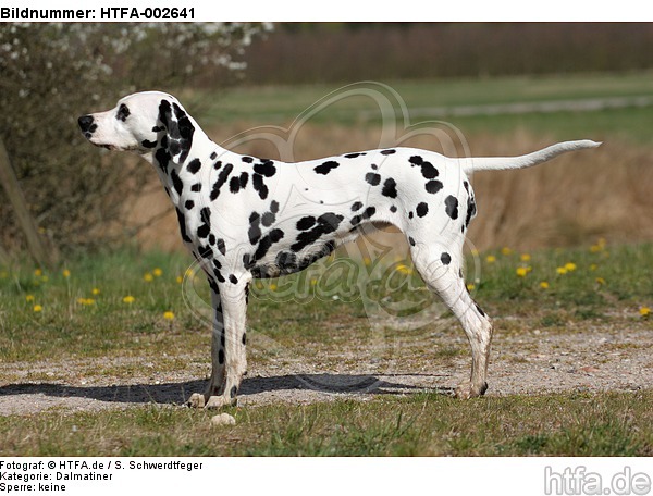 Dalmatiner / dalmatian / HTFA-002641