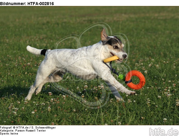 Parson Russell Terrier / HTFA-002816