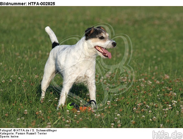 Parson Russell Terrier / HTFA-002825