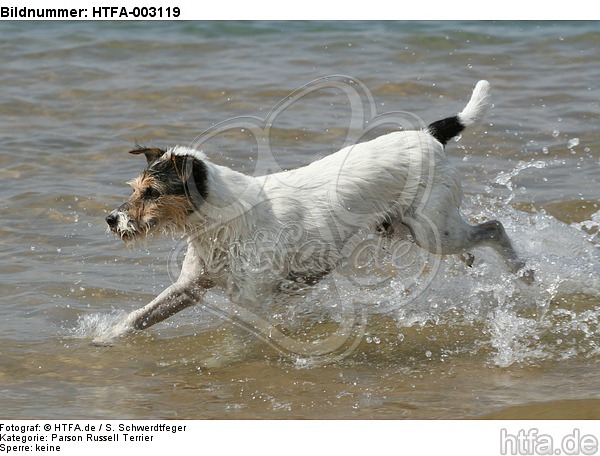 Parson Russell Terrier / HTFA-003119