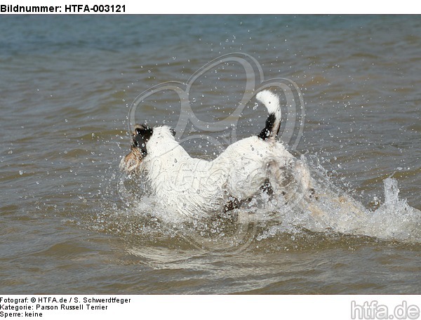 Parson Russell Terrier / HTFA-003121