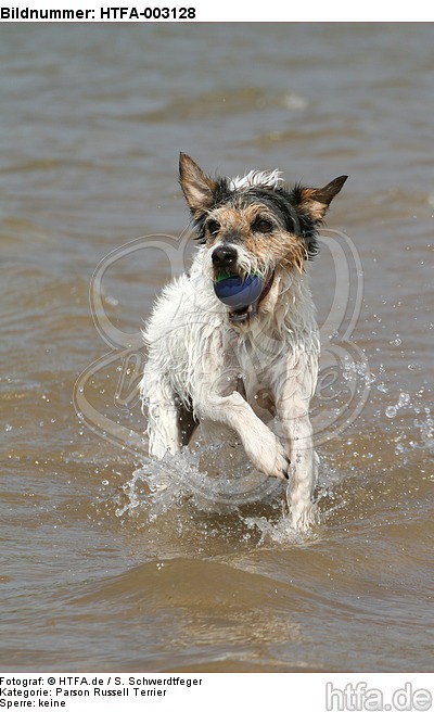 Parson Russell Terrier / HTFA-003128