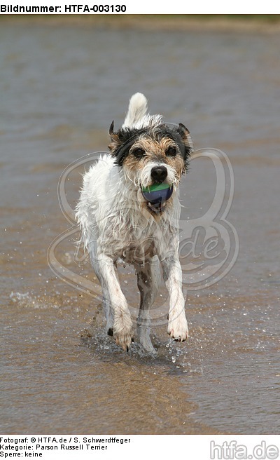 Parson Russell Terrier / HTFA-003130