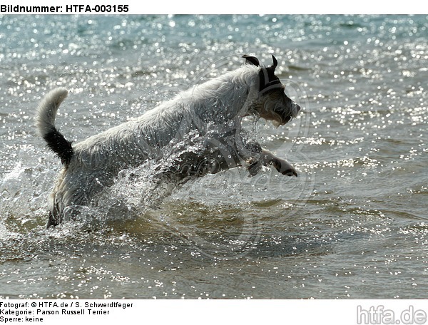 Parson Russell Terrier / HTFA-003155