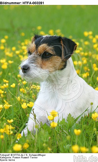 Parson Russell Terrier / HTFA-003281