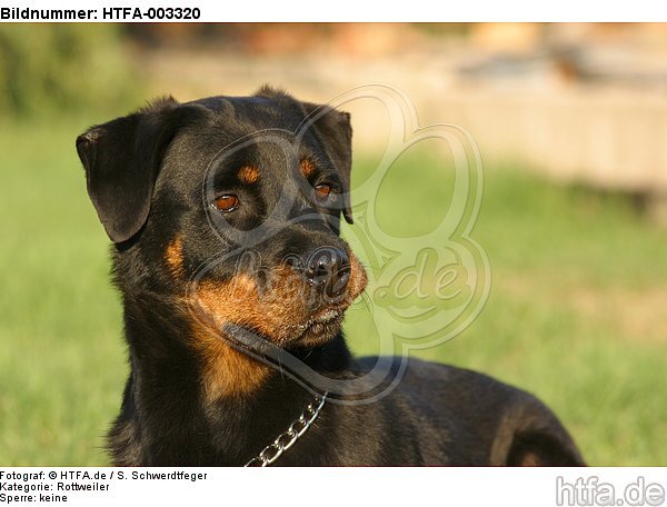 Rottweiler / HTFA-003320