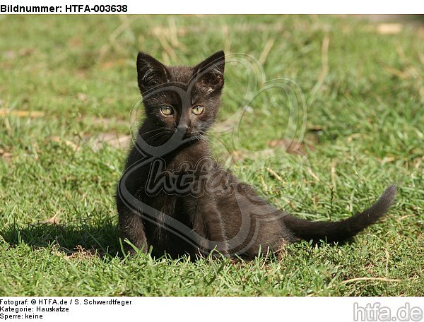 Kätzchen / kitten / HTFA-003638