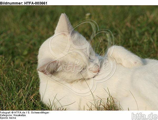 Hauskatze / domestic cat / HTFA-003661