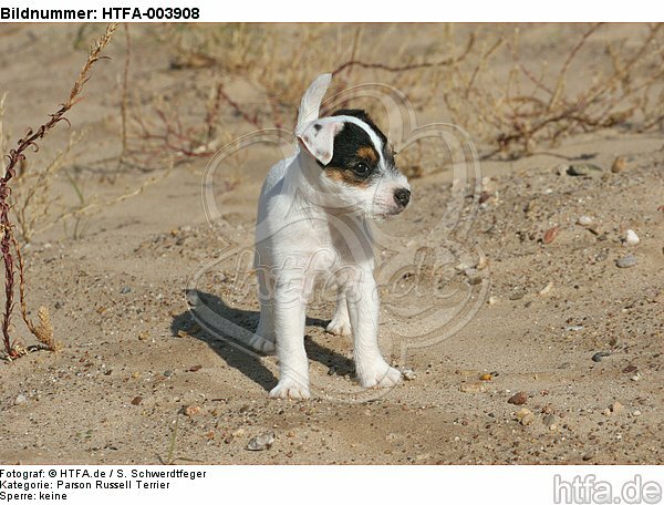 Parson Russell Terrier Welpe / parson russell terrier puppy / HTFA-003908