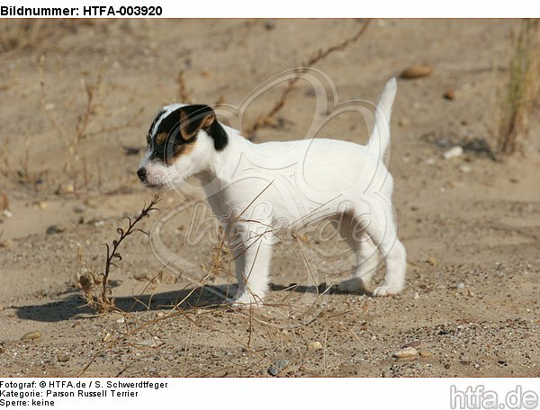 Parson Russell Terrier Welpe / parson russell terrier puppy / HTFA-003920