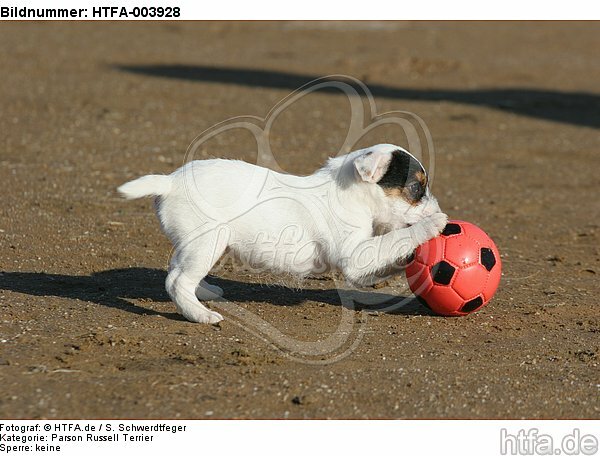 Parson Russell Terrier Welpe / parson russell terrier puppy / HTFA-003928