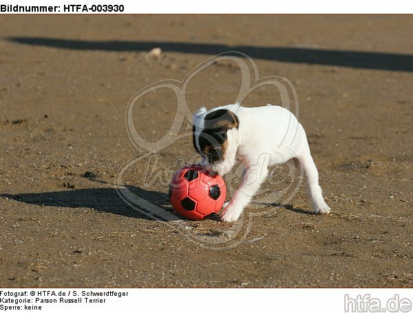 Parson Russell Terrier Welpe / parson russell terrier puppy / HTFA-003930