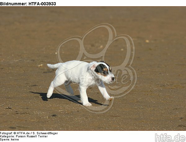 Parson Russell Terrier Welpe / parson russell terrier puppy / HTFA-003933