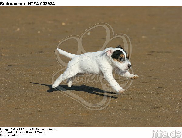 Parson Russell Terrier Welpe / parson russell terrier puppy / HTFA-003934