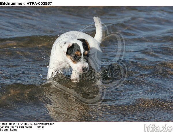 Parson Russell Terrier Welpe / parson russell terrier puppy / HTFA-003957