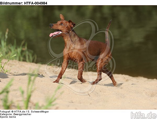 Rehpinscher / miniature pinscher / HTFA-004984