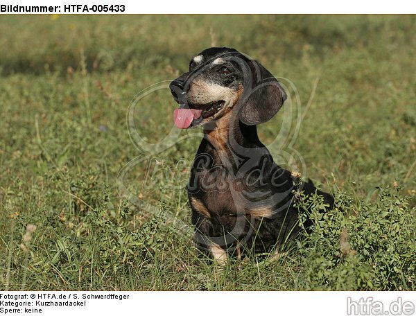 Kurzhaardackel / teckel / HTFA-005433