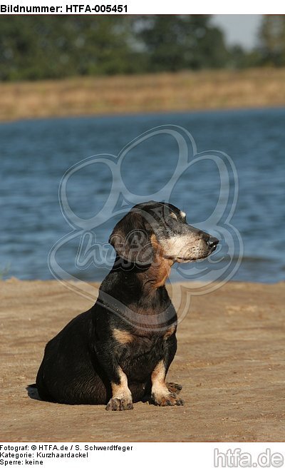 Kurzhaardackel / teckel / HTFA-005451