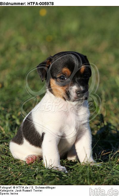 Jack Russell Terrier Welpe / jack russell terrier puppy / HTFA-005978