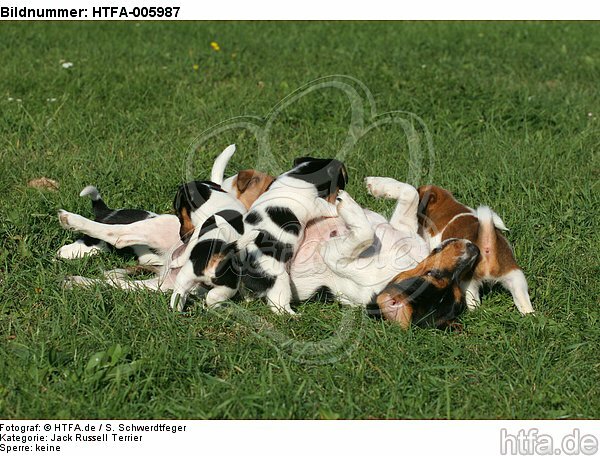 Jack Russell Terrier / HTFA-005987