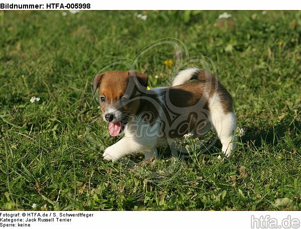 Jack Russell Terrier Welpe / jack russell terrier puppy / HTFA-005998