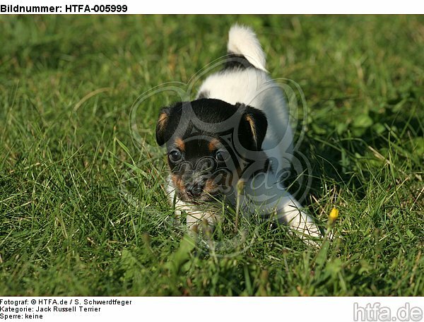 Jack Russell Terrier Welpe / jack russell terrier puppy / HTFA-005999