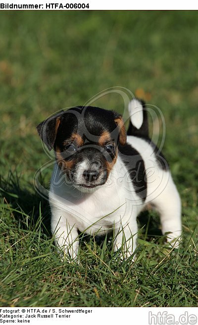 Jack Russell Terrier Welpe / jack russell terrier puppy / HTFA-006004