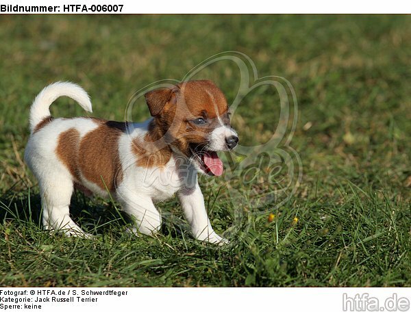Jack Russell Terrier Welpe / jack russell terrier puppy / HTFA-006007
